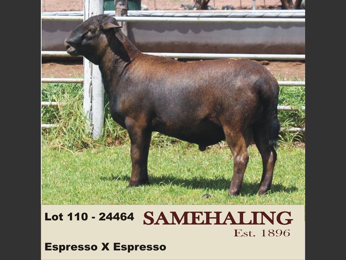 24464-SAM | SAMEHALING MEATMASTERS