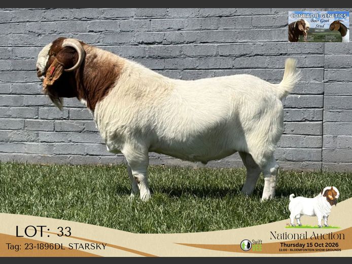 23-1896DL STARSKY | Conradie Boerbokstoet