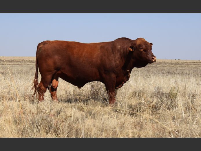 GBB2337 | GOEDGENOEG BOERDERY PTY LTD