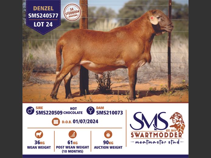 SMS240577 | SWARTMODDER MEATMASTER STUD