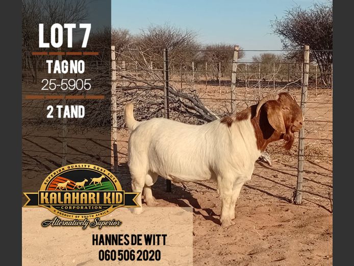 25-5905 | Kalahari Kid
