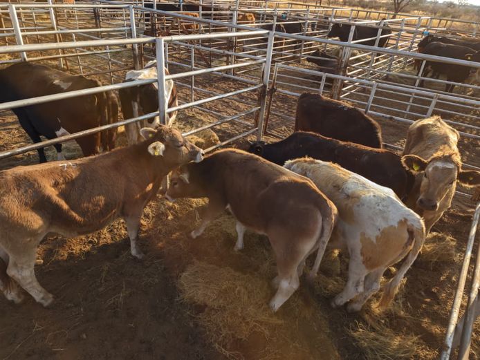 VAN NIEKERK PJ | DAIRY CATTLE 