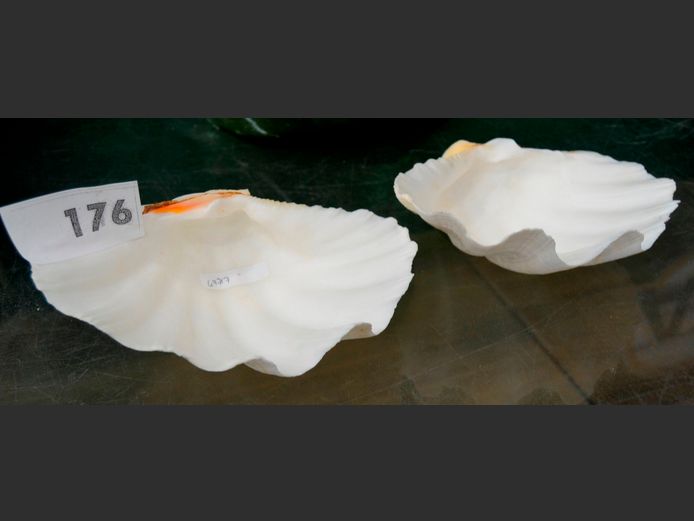 LOT OF 2: CLAM SHELLS, 21 x 16cm & 21 x 15cm