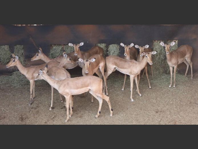 IMPALA