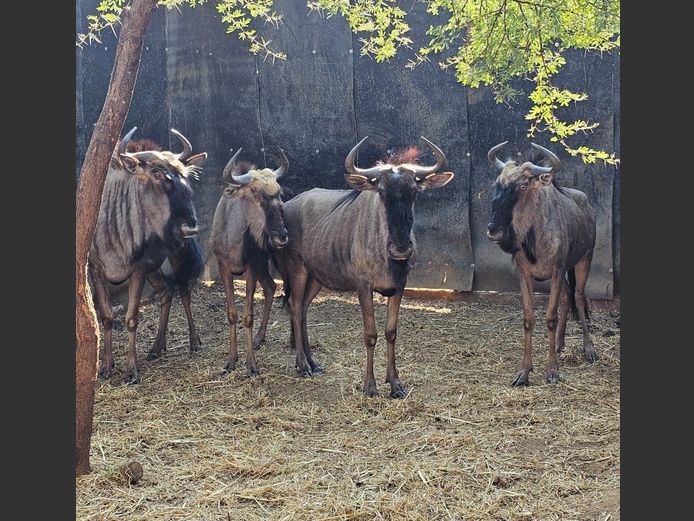 BLUE WILDEBEEST | DEELBOS BDY