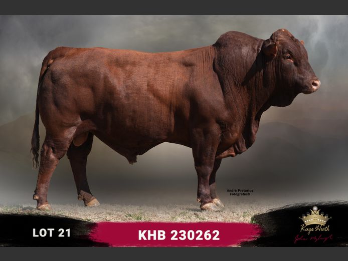 KHB 230262