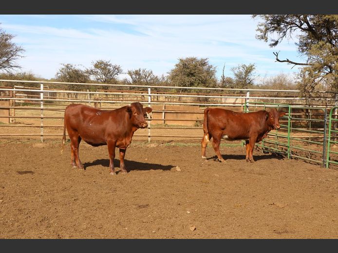 Commercial Animals | JP DU PREEZ