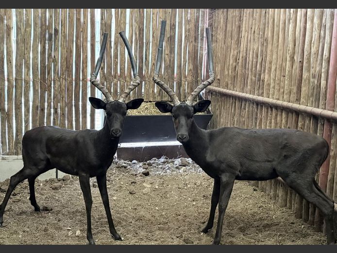 Swart Rooibok Ramme