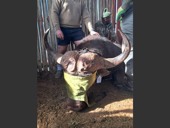 Buffalo Bull | SANParks - Addo Elephant National Park