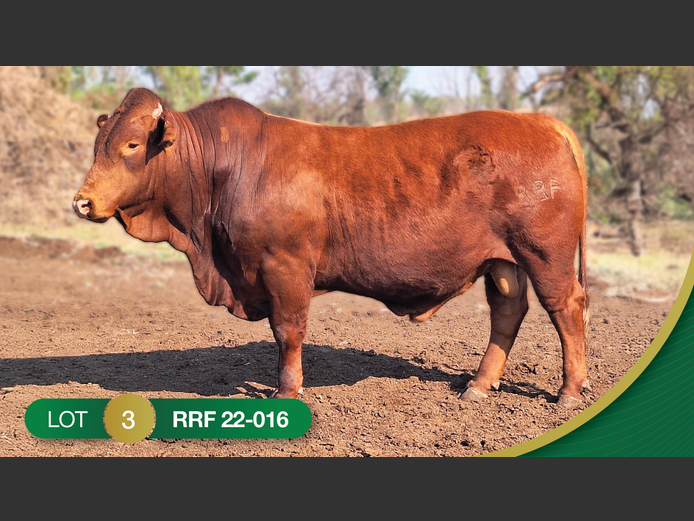 RRF220016 | CULMPINE BONSMARAS