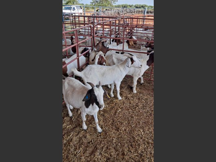 BOERBOK | NAZARDI BOERDERY