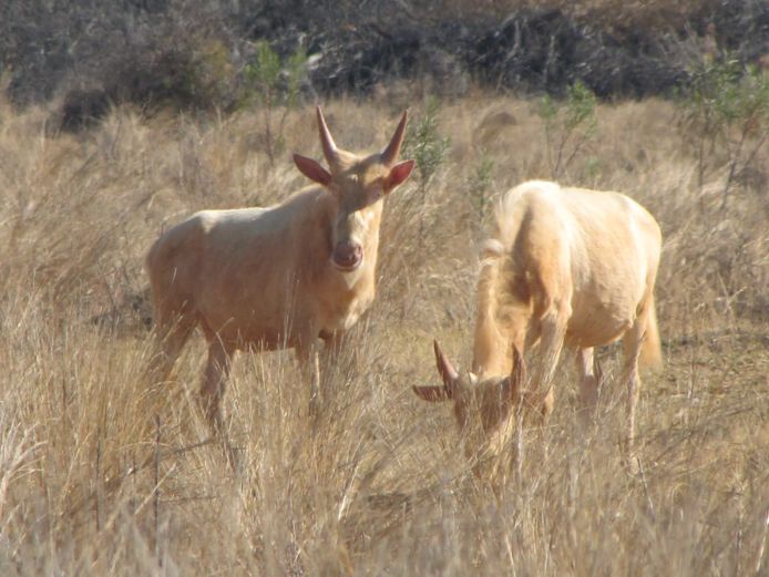 ROYAL WILDEBEES | LOMABELLA GAME
BREEDERS