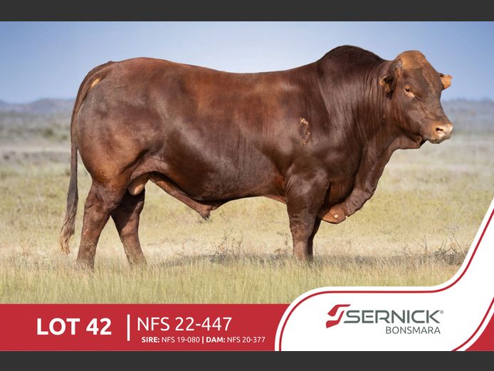 NFS 220447 | SERNICK BONSMARA STOET