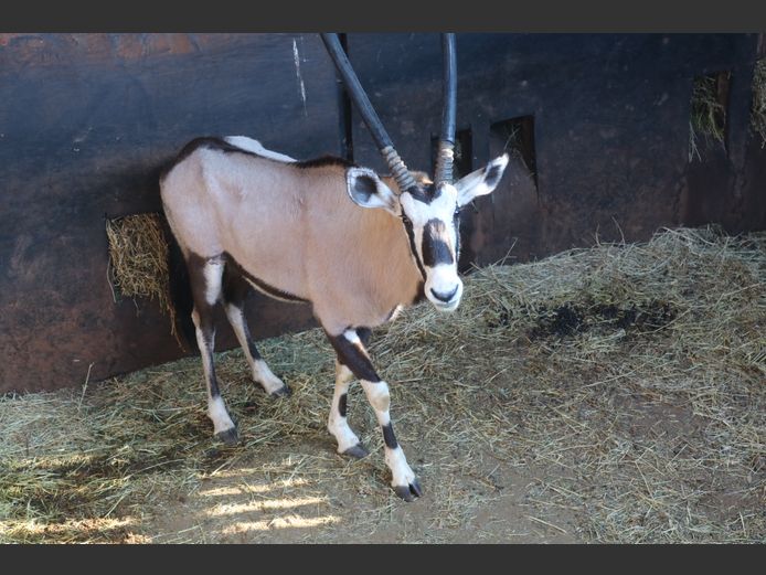 Gemsbok