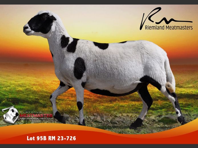 RM 23-726 | Thys Wessels & George Thom - Riemland Meatmasters, Nelspoort