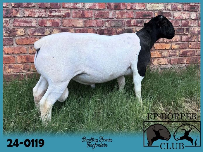 24-0119 | Tienfontein