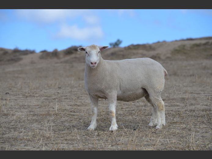 VS 250270 | VREDESIG FORBES