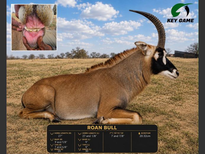 ROAN / BASTER GEMSBOK | KEY GAME