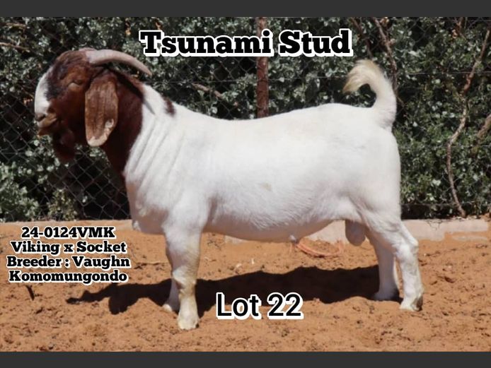 24-0124VMK | VAUGHN KOMOMUNGONDO