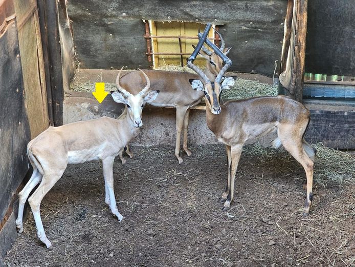 WHITE FLANK IMPALA | NYANE GAME