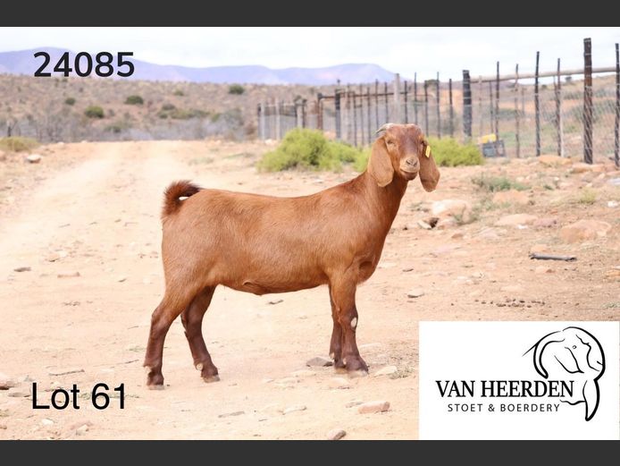 24-085  |  Ivan Van Heerden