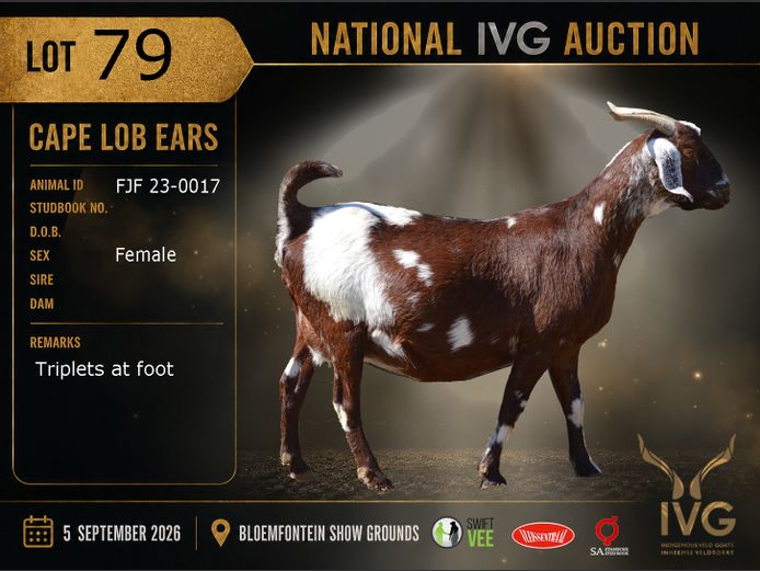 FJF 23-17 | FJF Cape Lob Ears