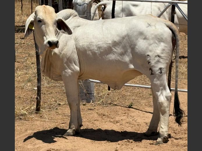 23-0022BH | PANGII BRAHMANE