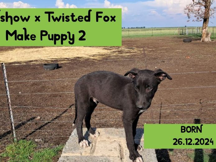 Male Puppy 2 - Roadshow x Twisted fox