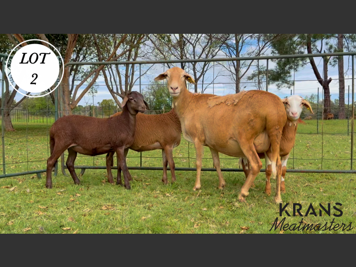 Ewe | Krans Meatmaster