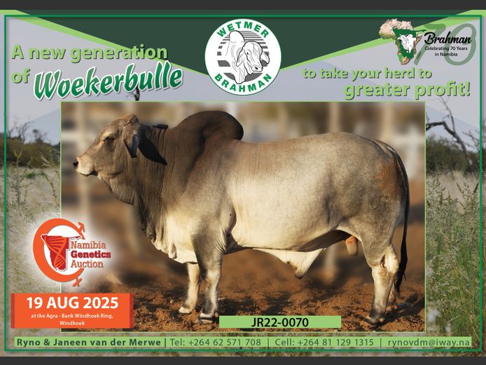 22-0070JR | WETMER BRAHMAN