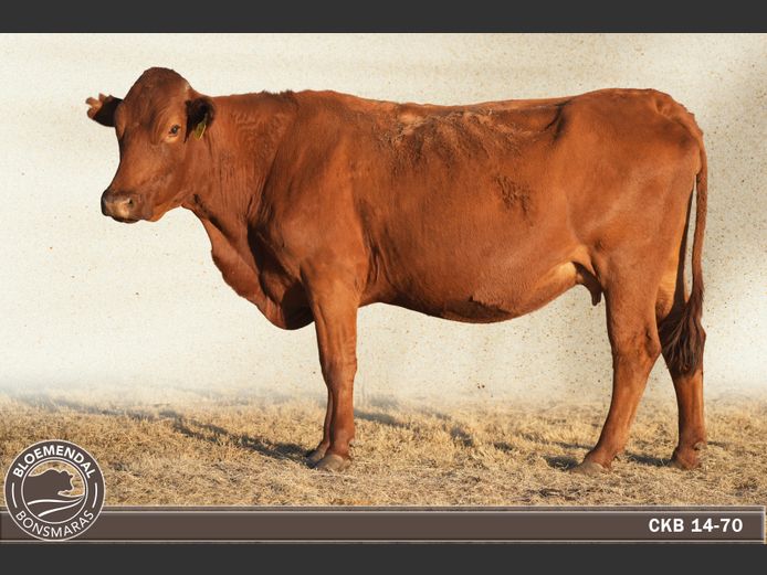 CKB140070 | CHRIS KRUGELL BLOEMENDAL