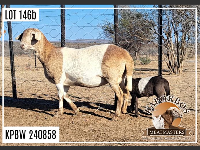 KPBW 24 858 | AANGETEKEN | Wynand Lourens - Kapokbos Meatmasters