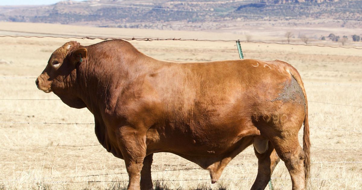 Lot 30 | 26STE NASIONALE BEEFMASTER VEILING | SwiftVEE | South Africa’s ...