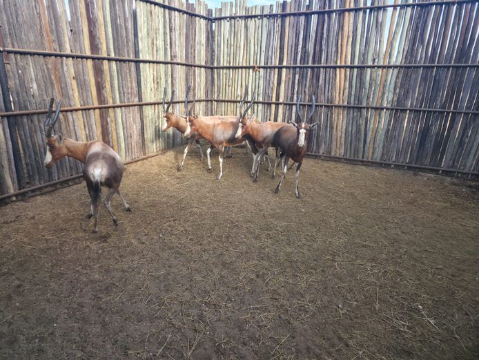BLESBOK | NYLSVLEI