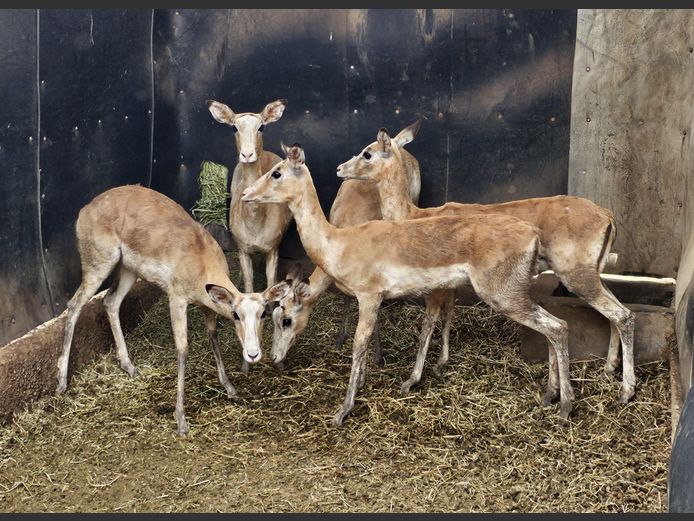 WHITE FLANKED IMPALA | DRIEFONTEIN