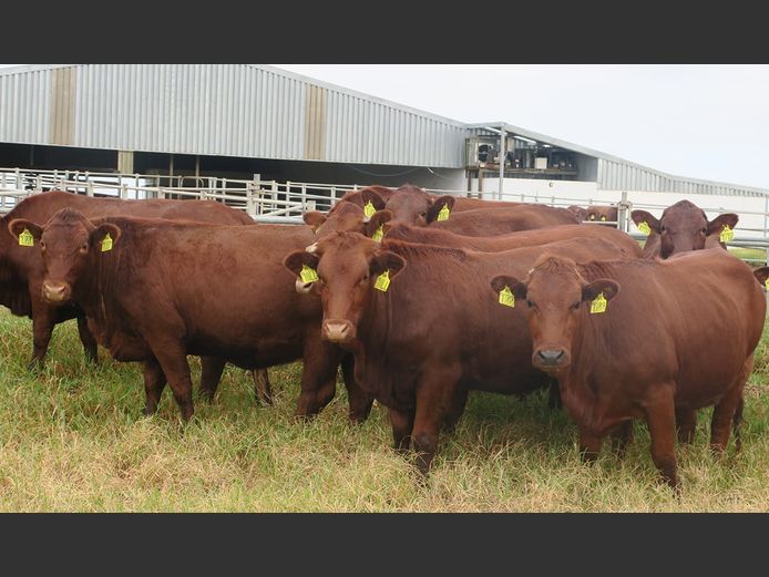 SOUTHWELL CATTLE COMPANY