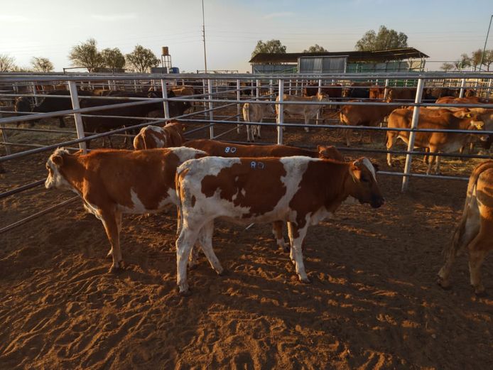 VAN NIEKERK PJ | DAIRY CATTLE 