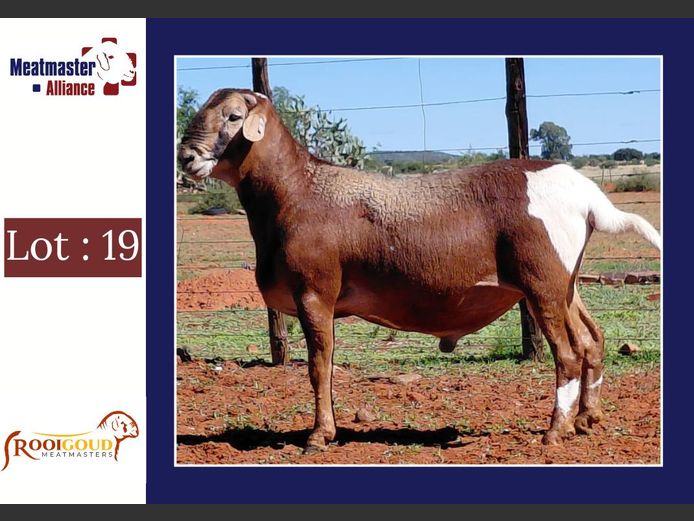 S4199 | Rooigoud Meatmasters