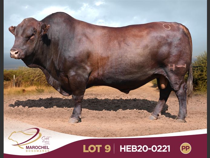 HEB200221 PP(c)
