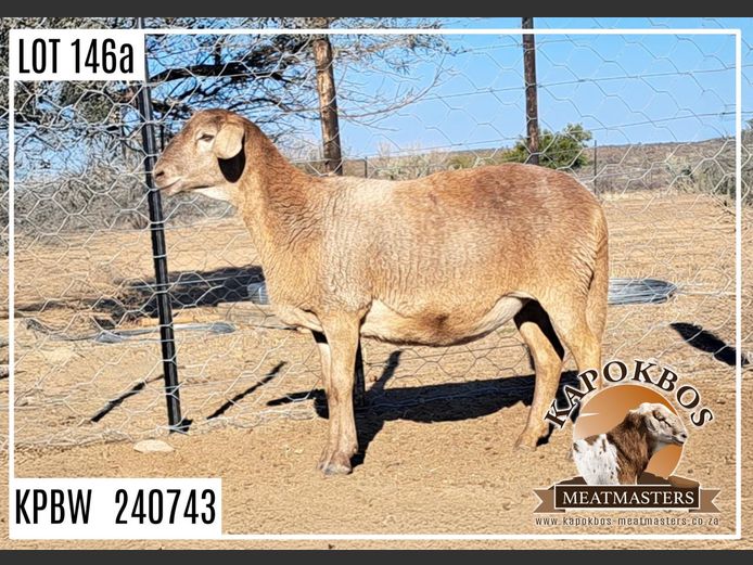 KPBW 24 743 | AANGETEKEN | Wynand Lourens - Kapokbos Meatmasters