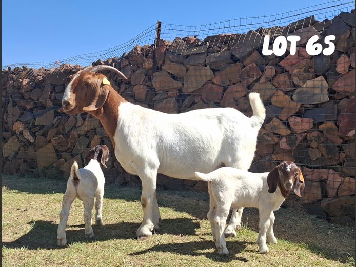 1865 24-50 | De Looft Boerbokstoet