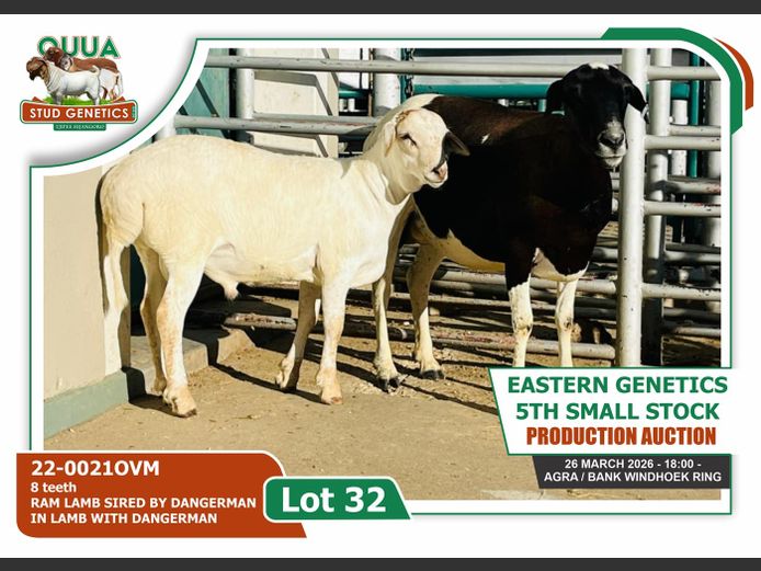 22-0021OVM | Ouua Stud Genetics