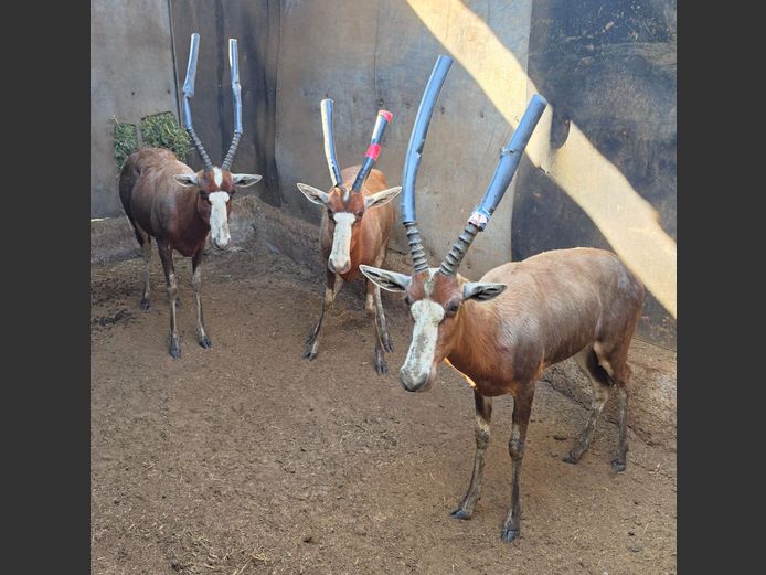 BLESBOK | LITTLE HUT