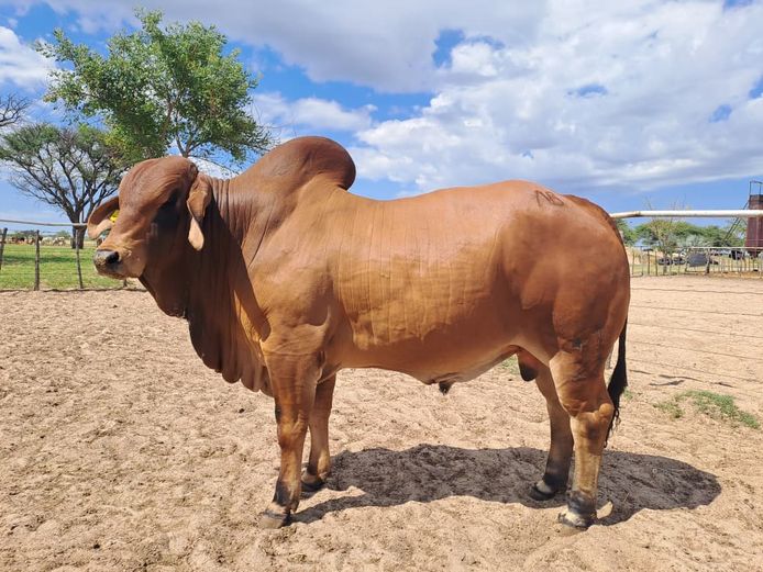 22-0041NB | WYKMAN BRAHMAN
