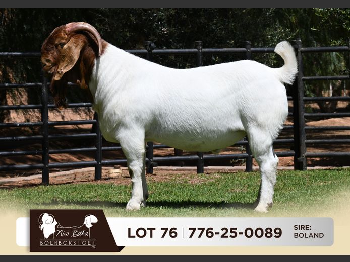 776-25-0089 | Nico Botha Boerbokstoet