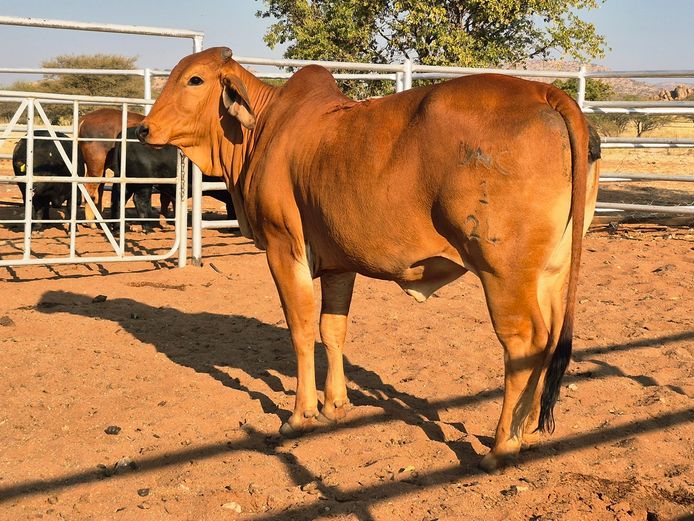 24-0001DNC | DANECO BRAHMAN STOET