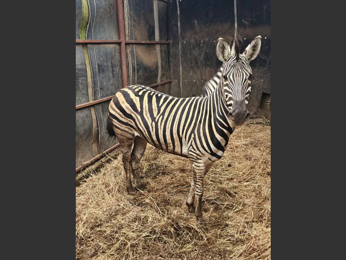 ZEBRA | 3 SOUTH GROUP