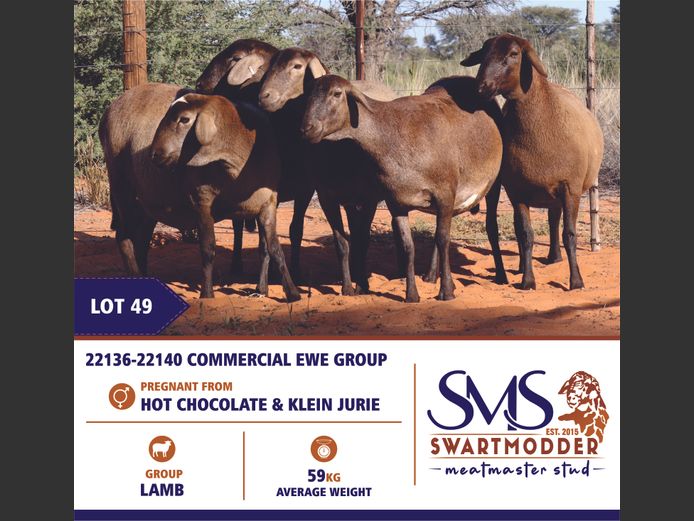 COMMERCIAL EWE GROUP | SWARTMODDER MEATMASTER STUD