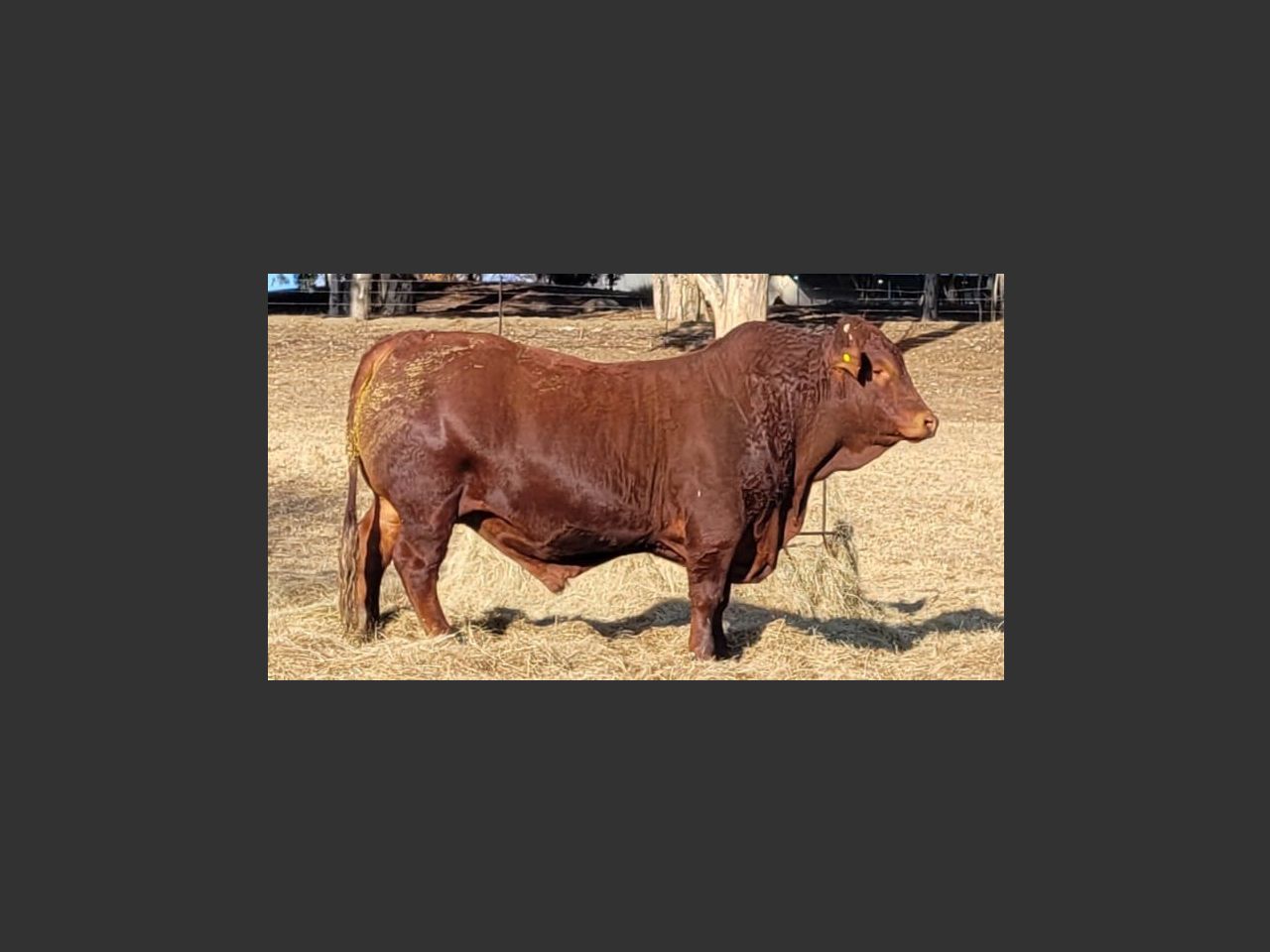 Lot 16 | NASIONALE BEEFMASTER VEILING | SwiftVEE | South Africa’s ...