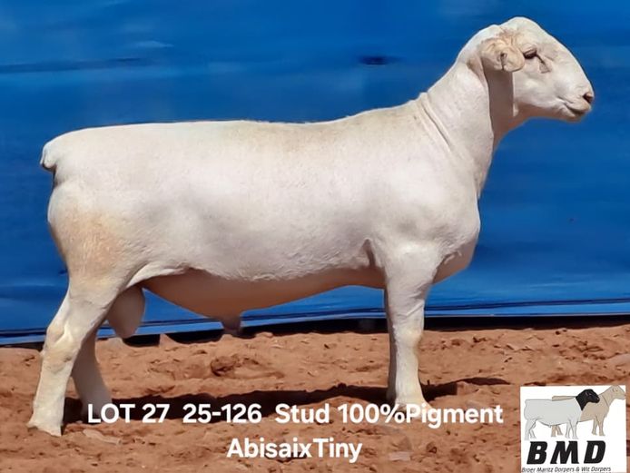 25-126 | BROER MARITZ DORPERS